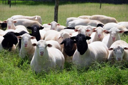 Дорпер: порода овец - подробно о содержании, уходе, рентабельности!