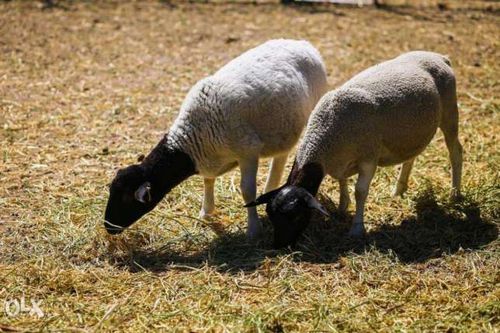 Дорпер: порода овец - подробно о содержании, уходе, рентабельности!