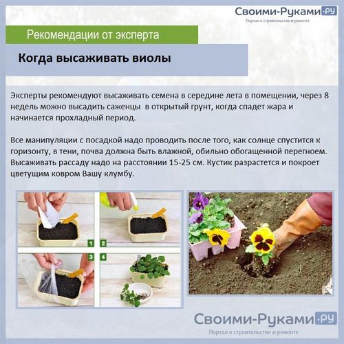 Виола ампельная: выращивание из семян - подробная информация!